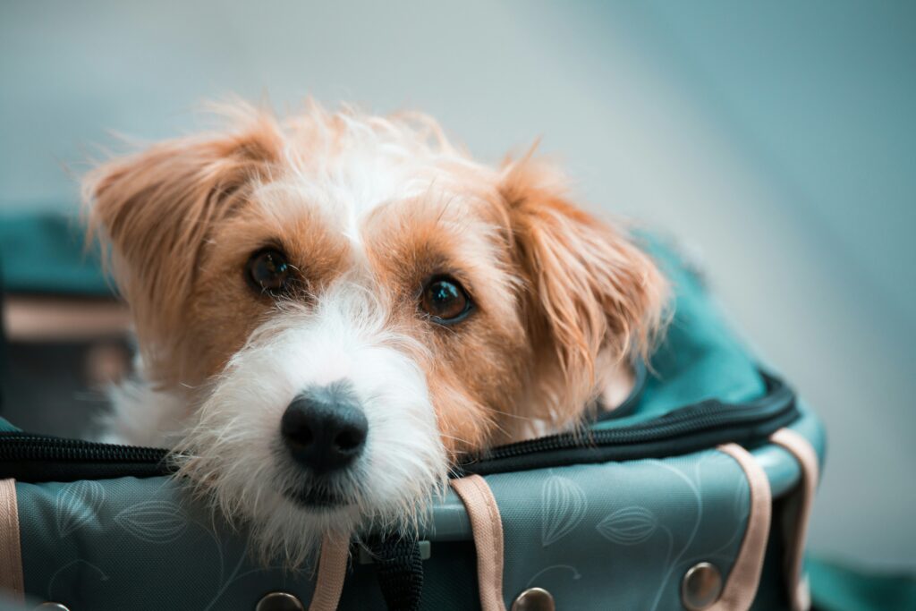 best-dog-carriers-for-flight