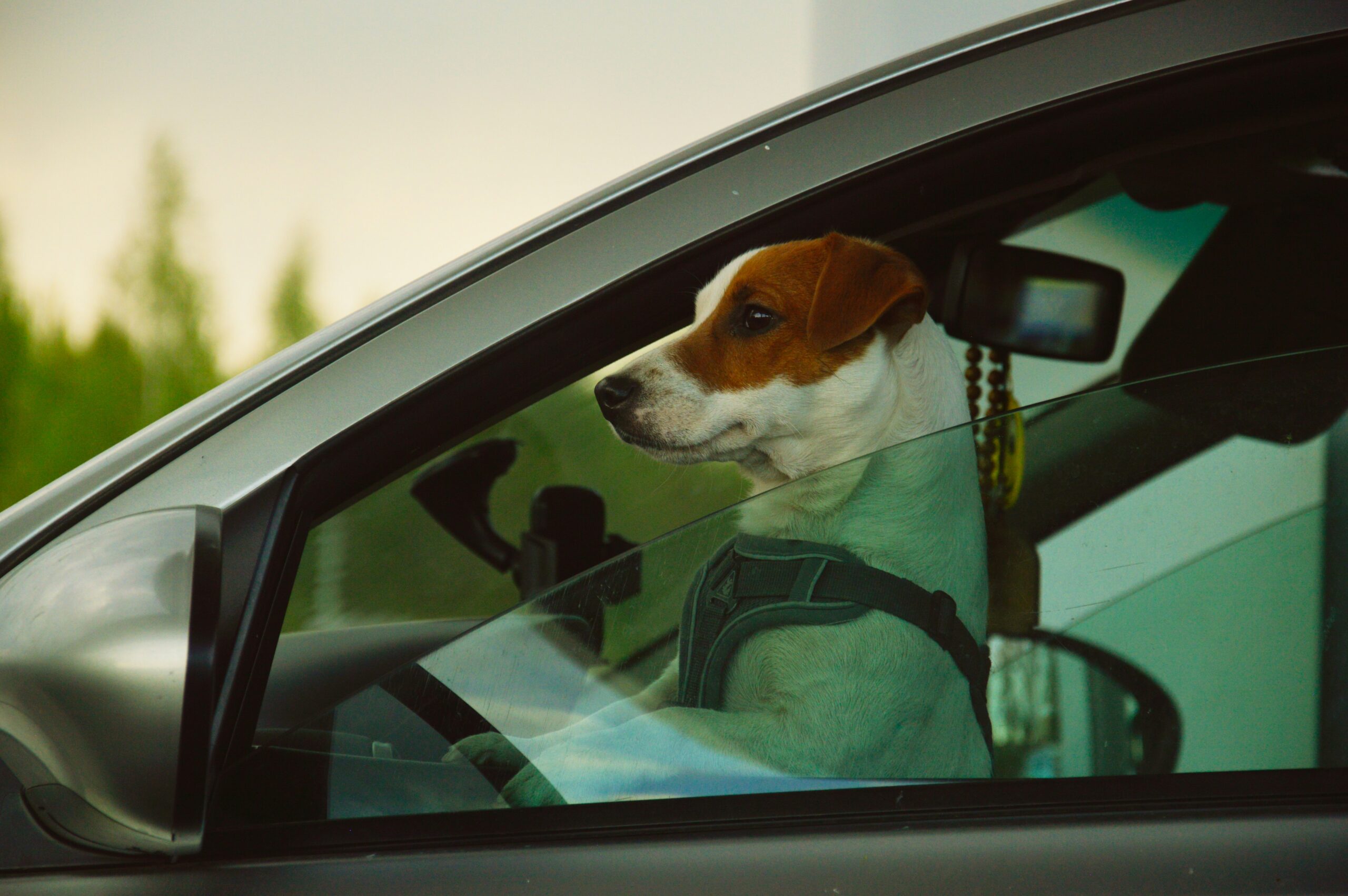 Dog Car Harnesses: Safety Guide for Indian Roads