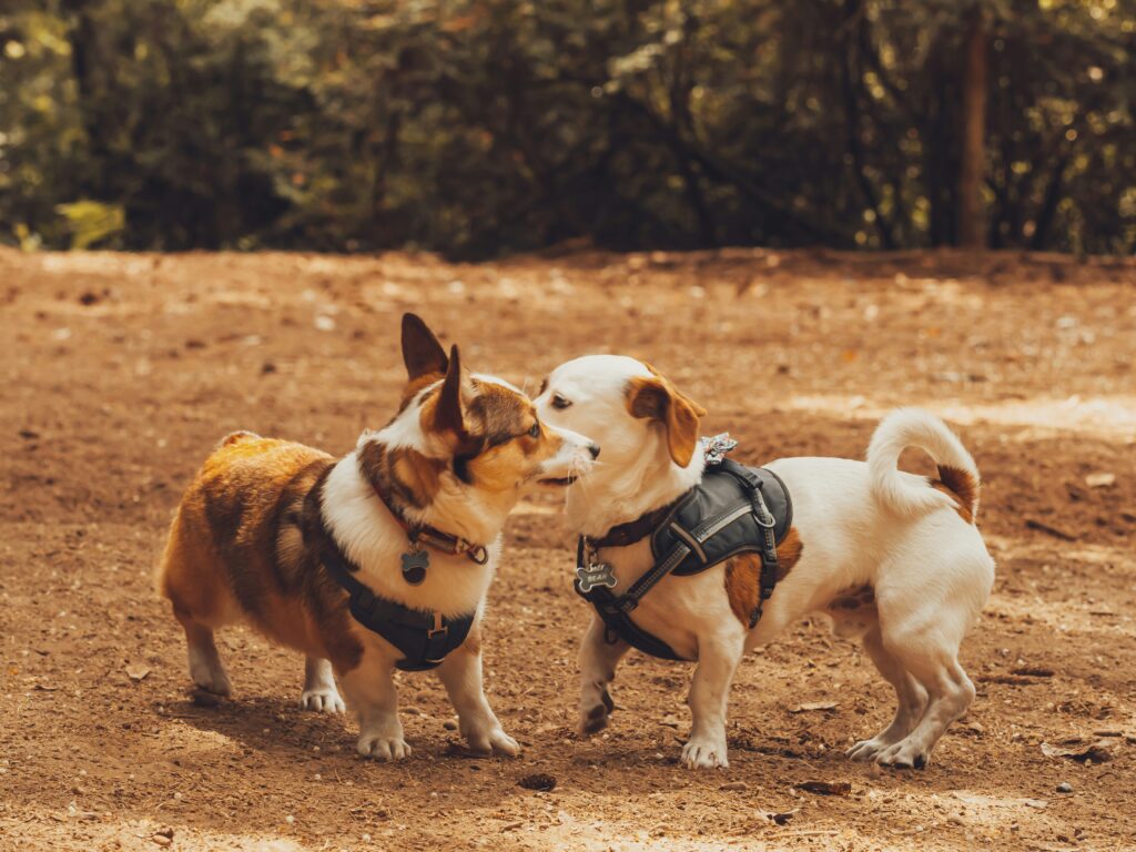 Pet Travel Accessories for Indian Weather: A Season-by-Season Buying Guide