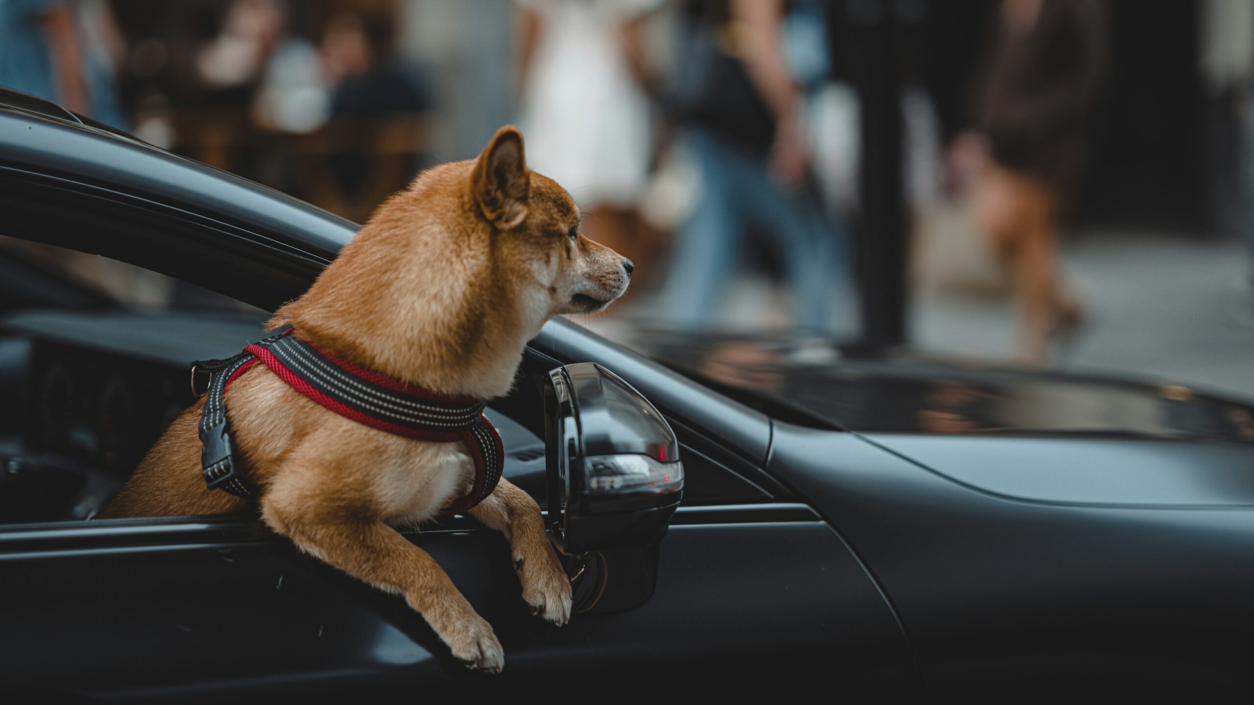 Dog enjoying the car ride wearing car seat belt for dogs
