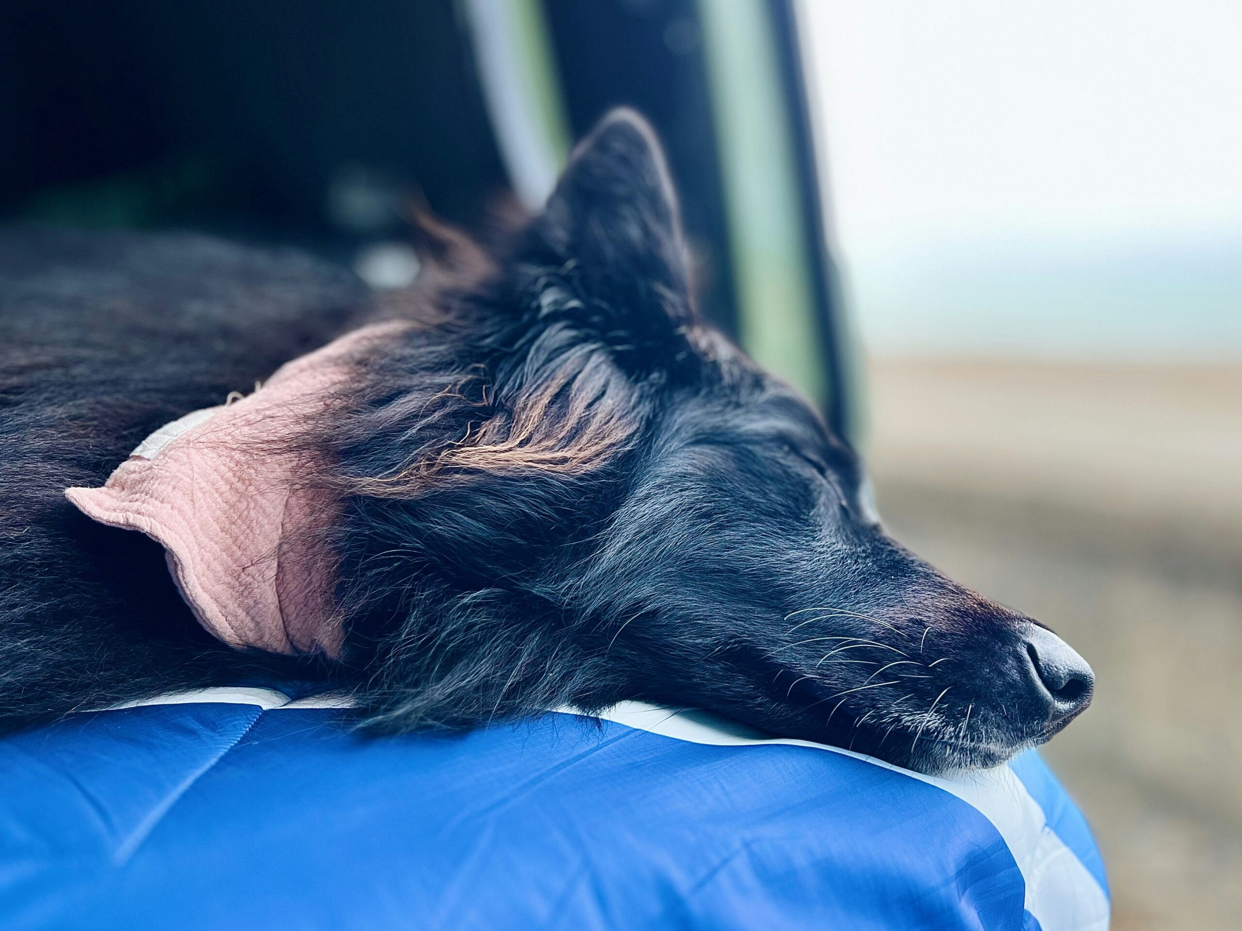 dog Resting on a cooling mat in a Car