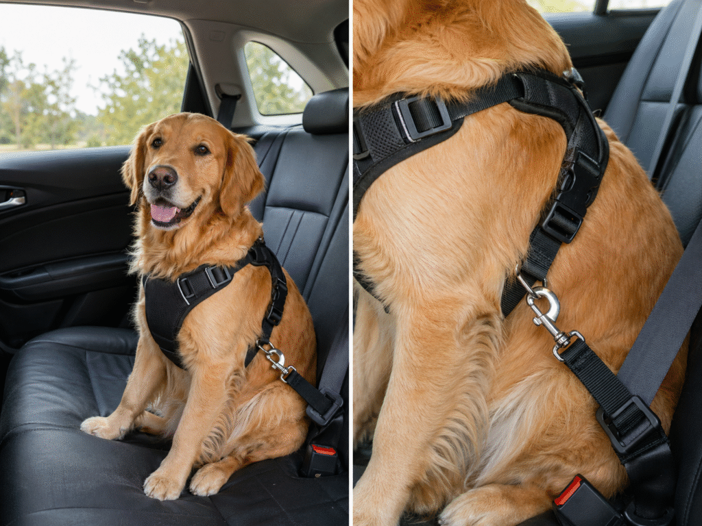 A dog car harness with a seat belt tether is the best arrangement to secure dogs in moving car 