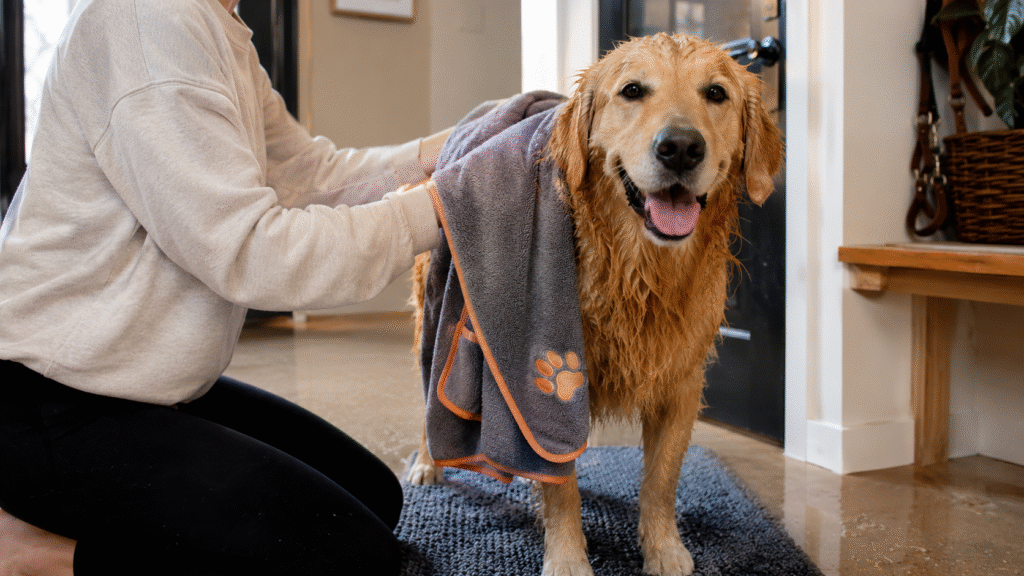 Learning how to dry your dog after rain is essential.